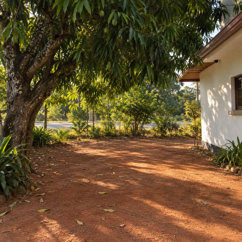 Shaded parking bay under a mango tree beside a modest whitewashed house