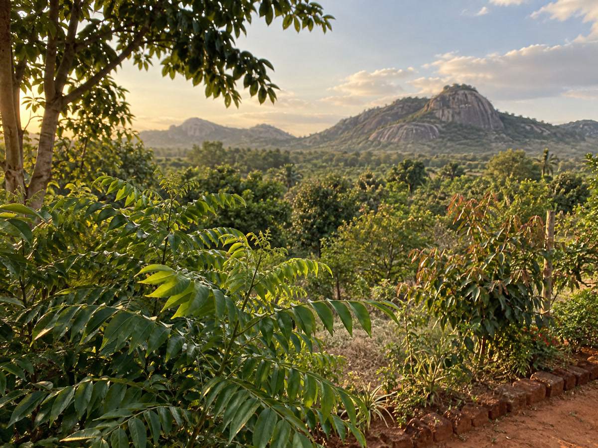 Dry-zone granite hills and rain-green tree line beyond a quiet Dambulla garden, no buildings labelled